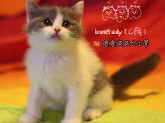 -Bastet sally猫舍购宠(静安店)