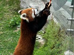 -灵玲国际马戏城