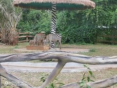-海南热带野生动植物园