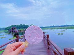 -荷塘月色湿地公园·向阳花洲