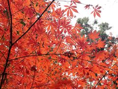 -东平国家森林公园