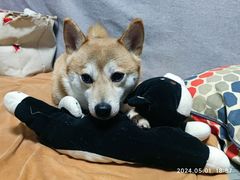 -FAELING PETS美天灵宠物(富力广场店)