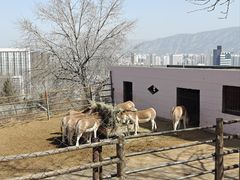 -青藏高原野生动物园