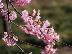 -顾村公园