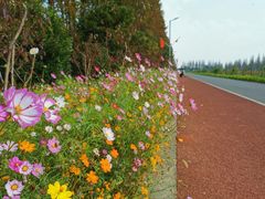 -上海长兴岛郊野公园