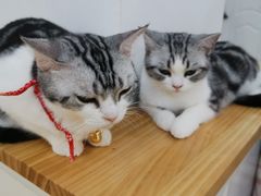 -李小姐の猫咖啡馆(五角场店)