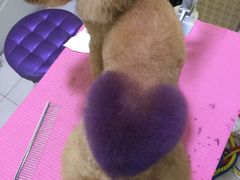 -爱宠屋pet shop·宠物洗澡·宠物美容