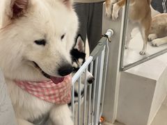 -共舞时光猫咖·狗咖(新街口店)