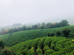 -帐篷客·溪龙茶谷度假酒店