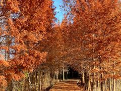 -溱湖国家湿地公园