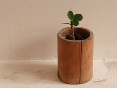 -知亘茶食