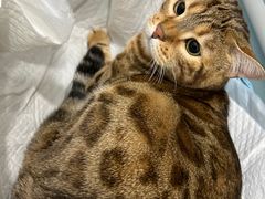 -纳吉亚猫专科动物医院·北北分院