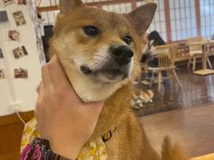 -豆柴町-柴犬主题狗咖(红鼎国际C座店)