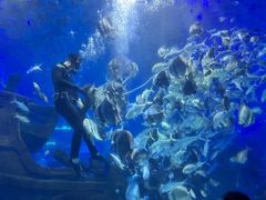 -江和美海洋公园