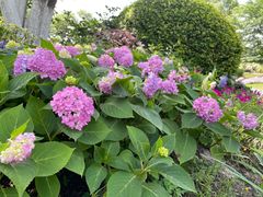 -径山花海