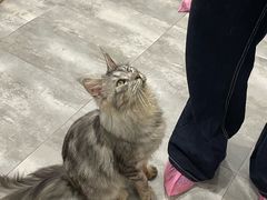 -楼上猫咖(罗湖店)