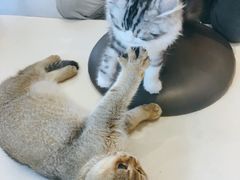 -飞行喵MR PILOT|猫舍·猫咖(静安大融城店)