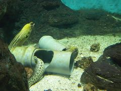 海鳗-北戴河圣蓝海洋公园