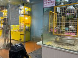 -神奇动物撸宠馆·羊驼·小浣熊·异宠(豫园店)