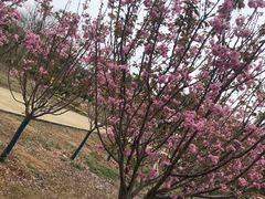 -天适樱花悠乐园