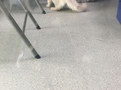 -睿金宠物医院·CT·肿瘤·骨外科