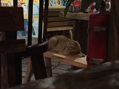 iphone_upload_pic-老宅原住民沙茶面精品小吃(龙头路店)