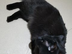 -藏猫猫咖啡主题馆(中央大道店)