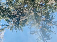 -桃花堤公园