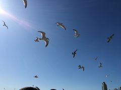 -星海湾跨海大桥
