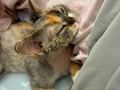 -山宅一喵德文卷毛猫舍