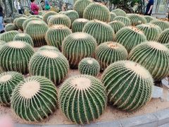 -深圳仙湖植物园