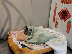 -四喜小胖·北京涮肉(五道营店)