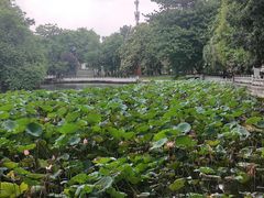 -荔湾湖公园
