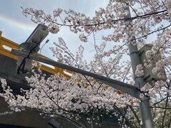 -高东镇樱花园