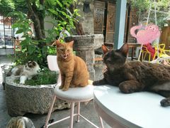 -喵屿·大理花园猫咖