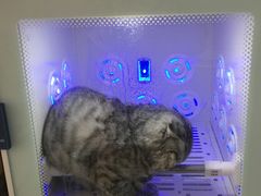 -叮叮猫咪生活馆