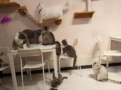 -我爱猫咪·猫咖·狗咖·安哥拉兔·羊驼咖(小寨华旗店)
