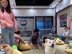 -逗柴咖啡屋·狗咖猫咖宠物桌游