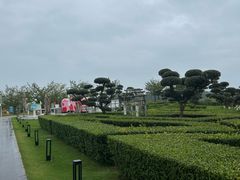 -空港花田景区