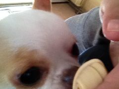 -爱宠屋pet shop·宠物洗澡·宠物美容