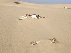 -黄沙古渡原生态旅游区