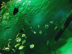 -锦艺城海洋馆