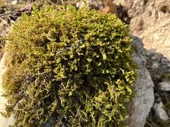 -余氏豆腐包老店(东直街店)