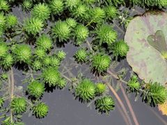 -贵阳市花溪国家城市湿地公园