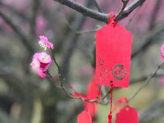 -花开海上生态园