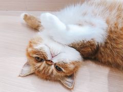 -瞄一喵猫咖(格力海岸店)