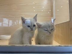 -蓝鲸·缅因猫舍
