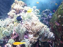 -迪拜水族馆及水下动物园
