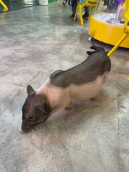 -神奇动物撸宠馆·羊驼·小浣熊·异宠(豫园店)