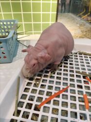 -Moni星球萌宠·小马宝莉·灵蛇·高端高阶全萌宠互动体验俱乐部(红豆国际广场店)